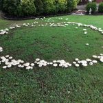 蘑菇圈「仙女環」引發無限想像  形成原因有待進一步探索