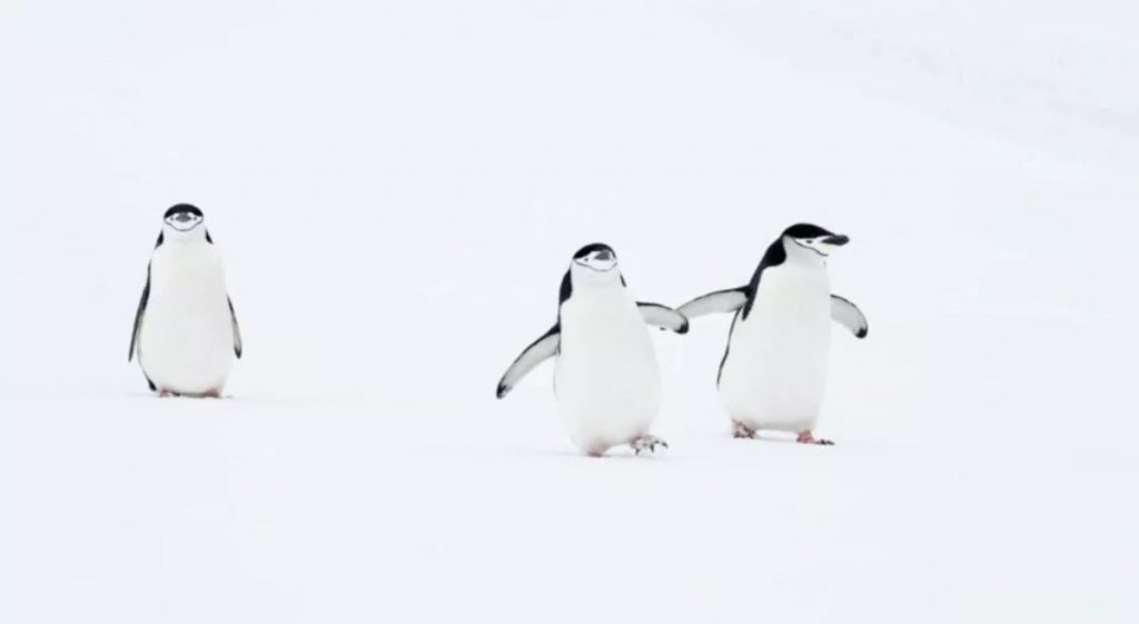 「來，我們要送你上企鵝大學。你的兄弟會明白的。」攝於美國科羅拉多州的埃斯蒂斯帕克公園。  攝影：Deena Sveinsson 