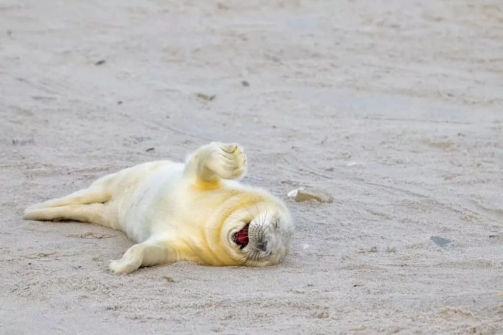 誰說海豹不能玩個痛快。」攝於德國 攝影：Ingo Hamann