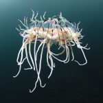 未知的深海世界  七種不可思議的生物