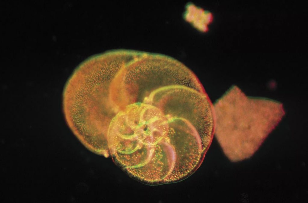 單細胞生物Foraminifera 是小貝殼的雛形，生物學家指多種貝殼都是由它演進而成的。（圖片來源： Comstock Images-GettyImages）