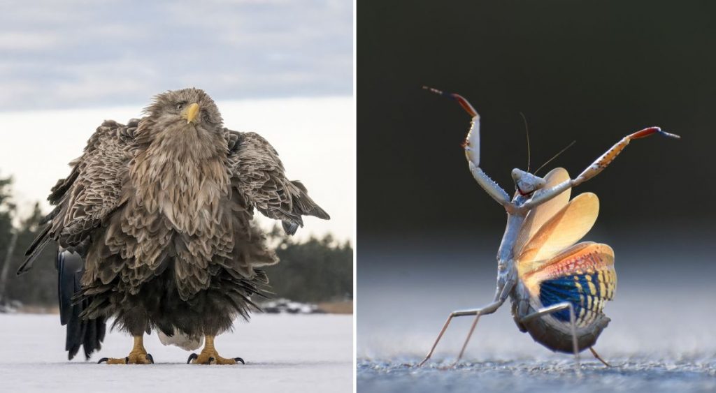 昆蟲組—〈螳螂佛朗明哥〉（Mantis Flamenca）和人氣獎—〈晃一晃、抖一抖、轉一轉〉（Shake Ruffle Rattle and Roll）