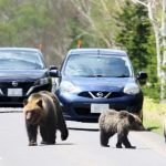 防範野熊出沒  日本義務獵人逐漸老去  後繼無人