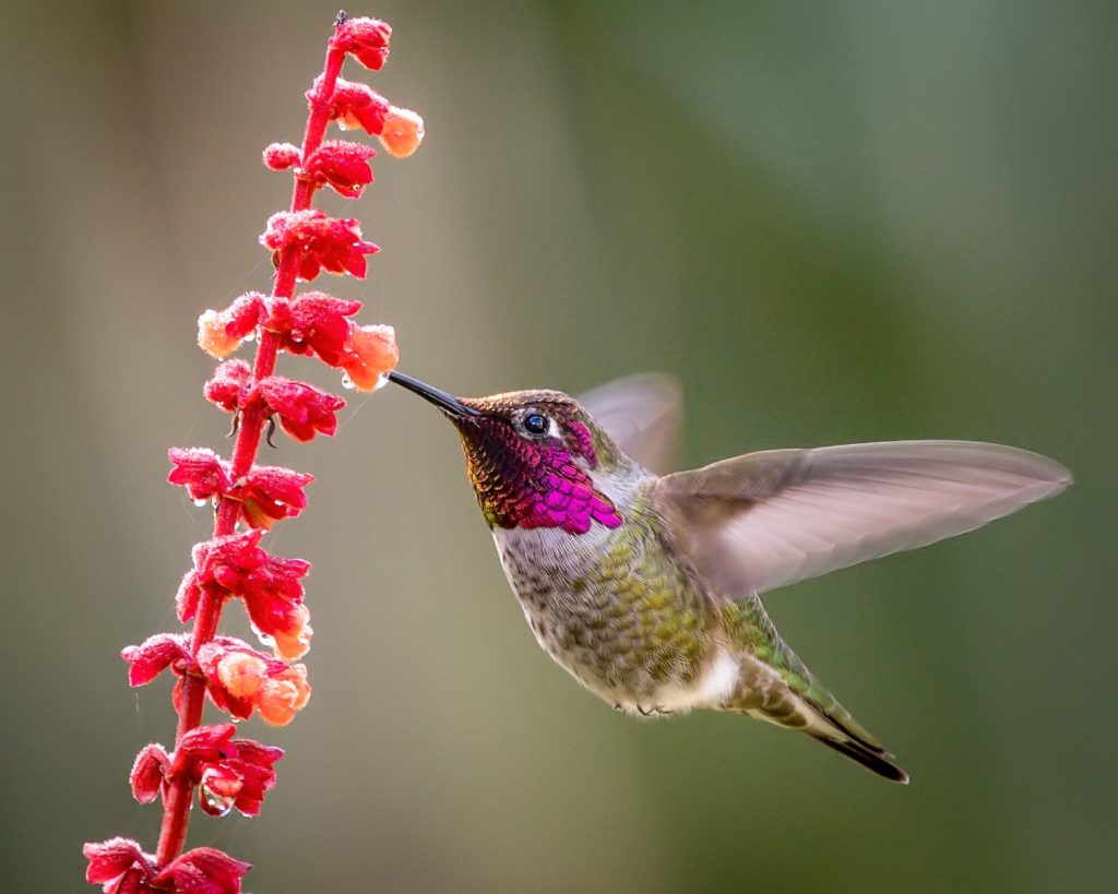 Anna’s hummingbird/Becky Matsubara, CC license